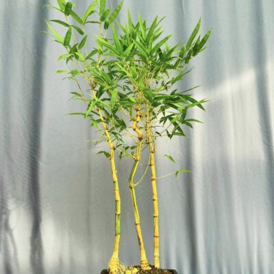 TÁC PHẨM TRE NGÀ BONSAI : TAM ĐA NGHỆ THUẬT