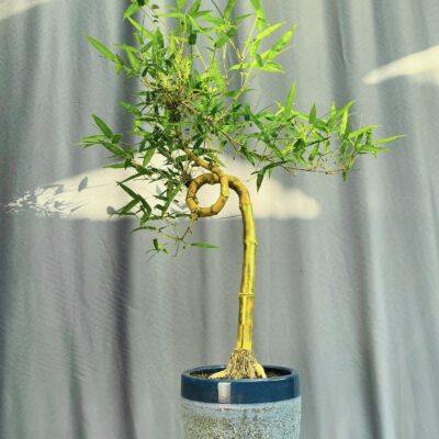TÁC PHẨM TRE NGÀ BONSAI : TRỰC XOẮN NGHỆ THUẬT