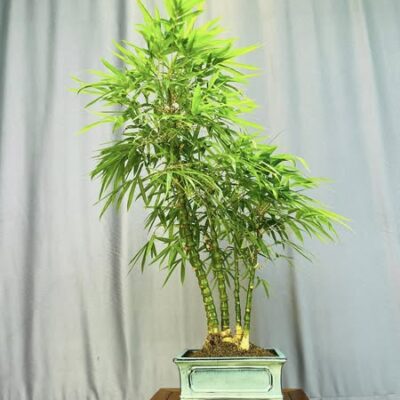 TÁC PHẨM TRÚC PHẬT BÀ BONSAI : GIA ĐÌNH NGHỆ THUẬT