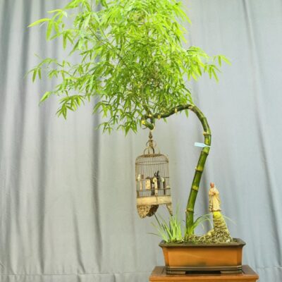 TÁC PHẨM TRE GAI BONSAI : TRE GAI GIỮ NƯỚC NGHỆ THUẬT ĐỈNH CAO