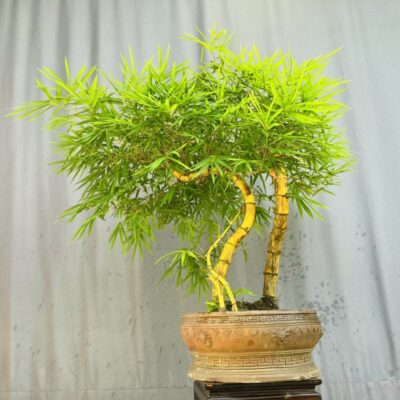 TÁC PHẨM TRE NGÀ BONSAI : ĐOÀN VIÊN NGHỆ THUẬT