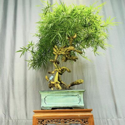 TÁC PHẨM TRE GAI BONSAI : TRE GIỮ LÀNG GIỮ NƯỚC NGHỆ THUẬT ĐỈNH CAO