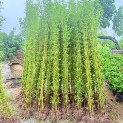 Cây Giống Trúc Quân Tử