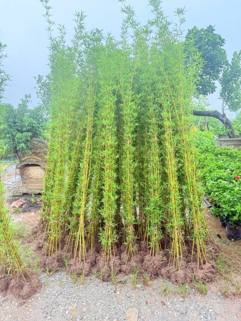 Cây Giống Trúc Quân Tử