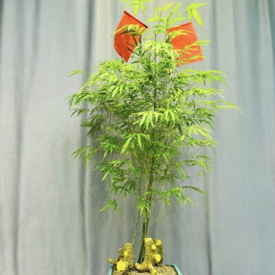 TÁC PHẨM TRE XANH BONSAI : LÁ CỜ DÁNG TRỰC NGHỆ THUẬT ĐỈNH CAO