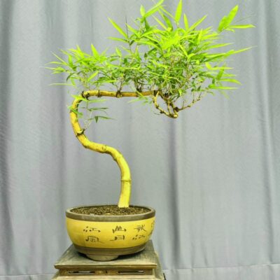 TÁC PHẨM TRE NGÀ BONSAI : NGHỆ THUẬT ĐỈNH CAO