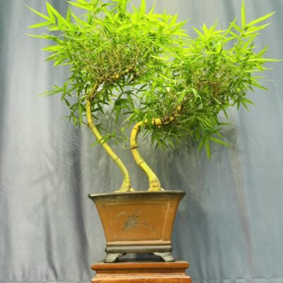 TÁC PHẨM TRE NGÀ BONSAI : UYÊN ƯƠNG NGHỆ THUẬT ĐỈNH CAO