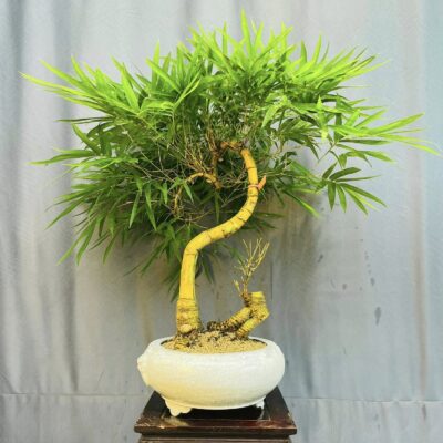 TÁC PHẨM TRE NGÀ BONSAI : RỒNG VÀNG ĐẤT VIỆT NGHỆ THUẬT ĐỈNH CAO