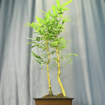 TÁC PHẨM TRE NGÀ BONSAI : HUYNH ĐỆ DÁNG TRỰC NGHỆ THUẬT ĐỈNH CAO