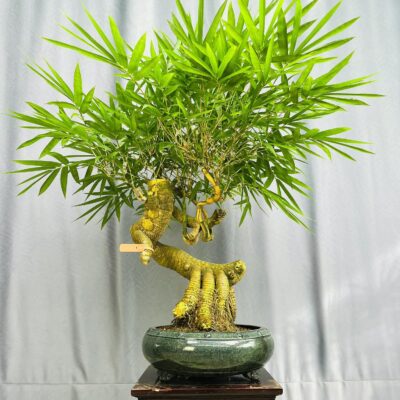 TÁC PHẨM TRE NGÀ BONSAI :NGHỆ THUẬT ĐỈNH CAO