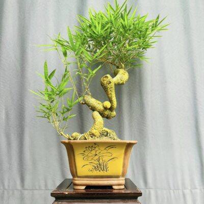 TÁC PHẨM TRE NGÀ BONSAI : NGHỆ THUẬT ĐỈNH CAO