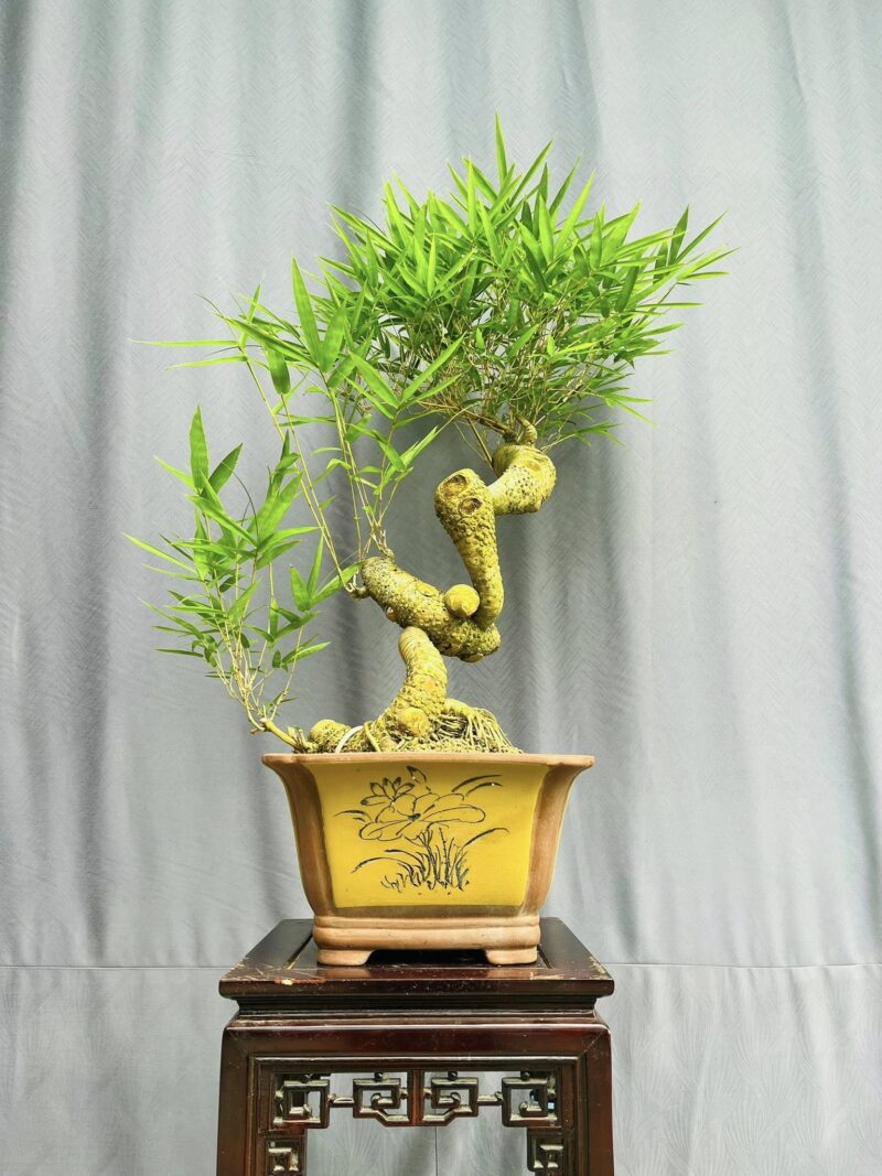 TÁC PHẨM TRE NGÀ BONSAI : NGHỆ THUẬT ĐỈNH CAO
