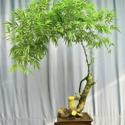 TÁC PHẨM TRE GAI BONSAI : THUẬN BUỒM XUÔI GIÓ NGHỆ THUẬT ĐỈNH CAO