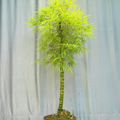 TÁC PHẨM TRE NGÀ BONSAI : DÁNG TRỰC TÁN TÙNG NGHỆ THUẬT ĐỈNH CAO