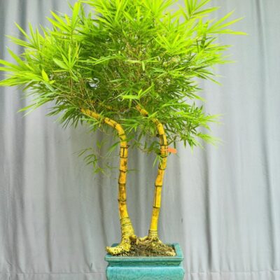 TÁC PHẨM TRE NGÀ BONSAI : TƯƠNG TƯ NGHỆ THUẬT ĐỈNH CAO