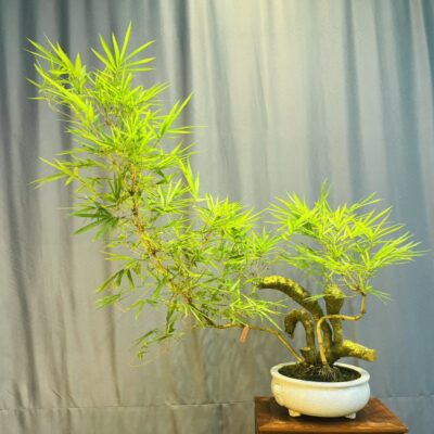 TÁC PHẨM TRE NGÀ BONSAI : PHƯỢNG VŨ NGHỆ THUẬT ĐỈNH CAO