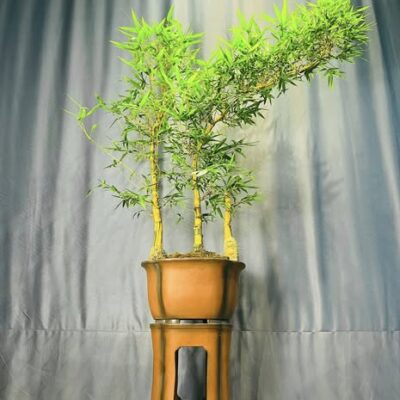 TÁC PHẨM TRE NGÀ BONSAI : NGÀY HÒA BÌNH NGHỆ THUẬT