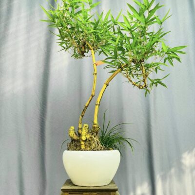 TÁC PHẨM TRE NGÀ BONSAI : HỮU DUYÊN NGHỆ THUẬT ĐỈNH CAO