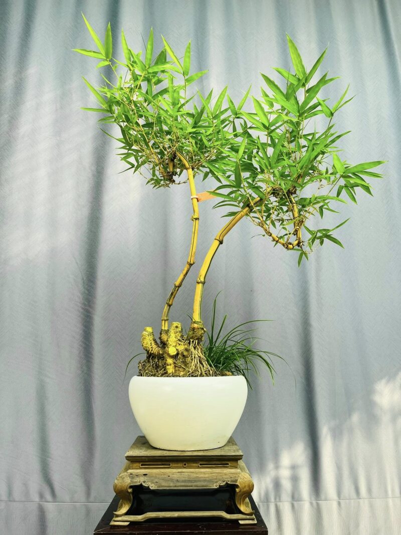 TÁC PHẨM TRE NGÀ BONSAI : HỮU DUYÊN NGHỆ THUẬT ĐỈNH CAO