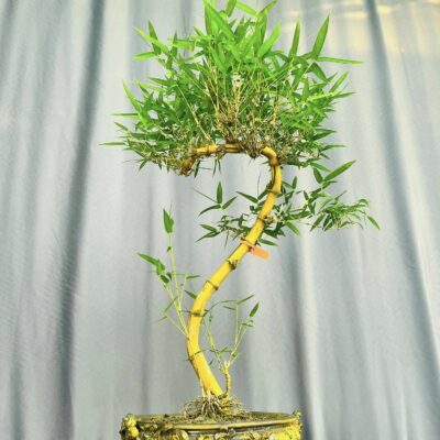 TÁC PHẨM TRE NGÀ BONSAI : TINH HOA ĐẤT VIỆT NGHỆ THUẬT