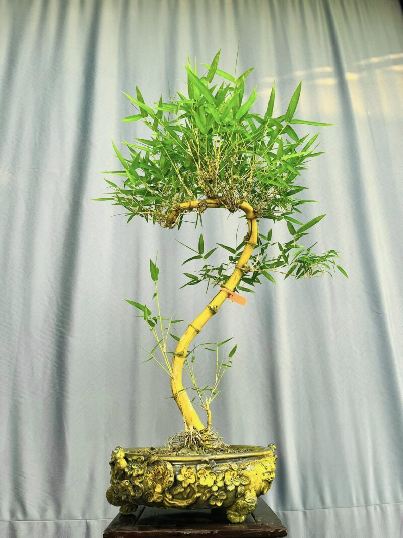 TÁC PHẨM TRE NGÀ BONSAI : TINH HOA ĐẤT VIỆT NGHỆ THUẬT