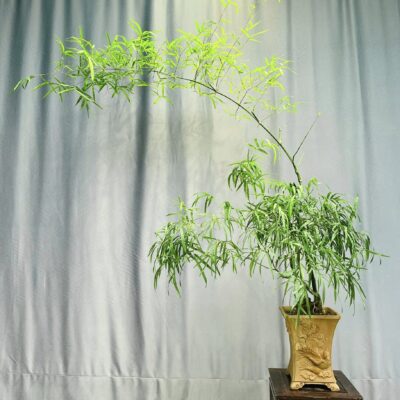 TÁC PHẨM TRE GAI BONSAI : LONG PHỤNG NGHỆ THUẬT