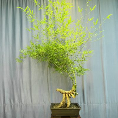 TÁC PHẨM TRE XANH BONSAI : PHƯỢNG VŨ NGHỆ THUẬT