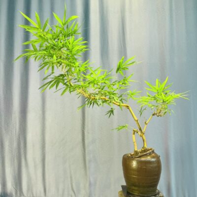 TÁC PHẨM TRE NGÀ BONSAI : MẪU TỬ NGHỆ THUẬT