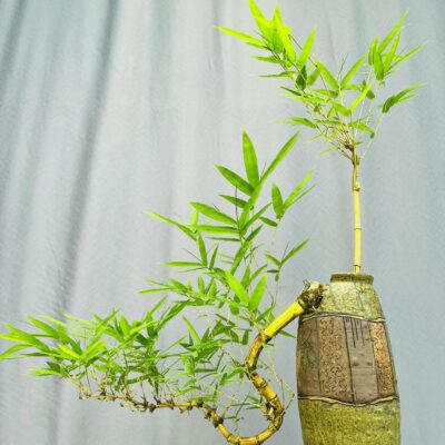 TÁC PHẨM TRE NGÀ BONSAI : DÁNG TRỰC HUYỀN NGHỆ THUẬT