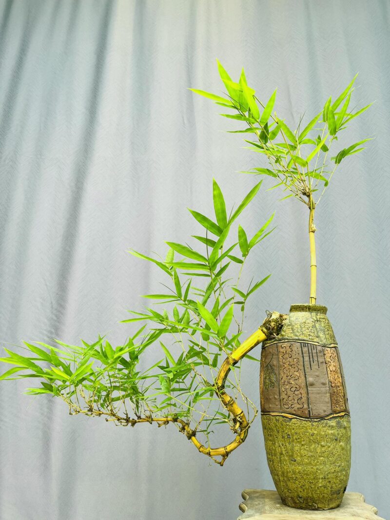 TÁC PHẨM TRE NGÀ BONSAI : DÁNG TRỰC HUYỀN NGHỆ THUẬT