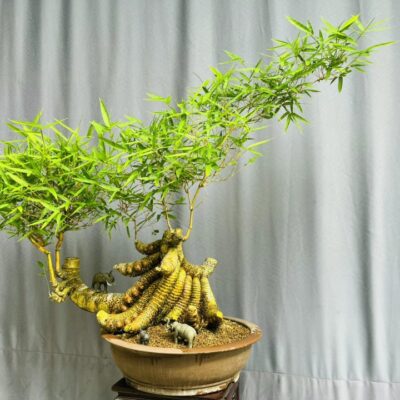 TÁC PHẨM TRE NGÀ BONSAI : TÂY NGUYÊN ĐẠI NGÀN NGHỆ THUẬT