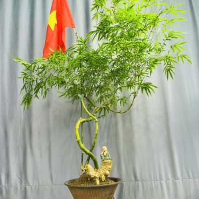 TÁC PHẨM : TRE GAI BONSAI GIỮ NƯỚC NGHỆ THUẬT