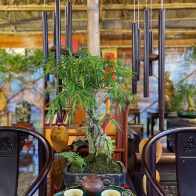 TÁC PHẨM TRE GAI BONSAI : CAO CAO TẠI THƯỢNG NGHỆ THUẬT