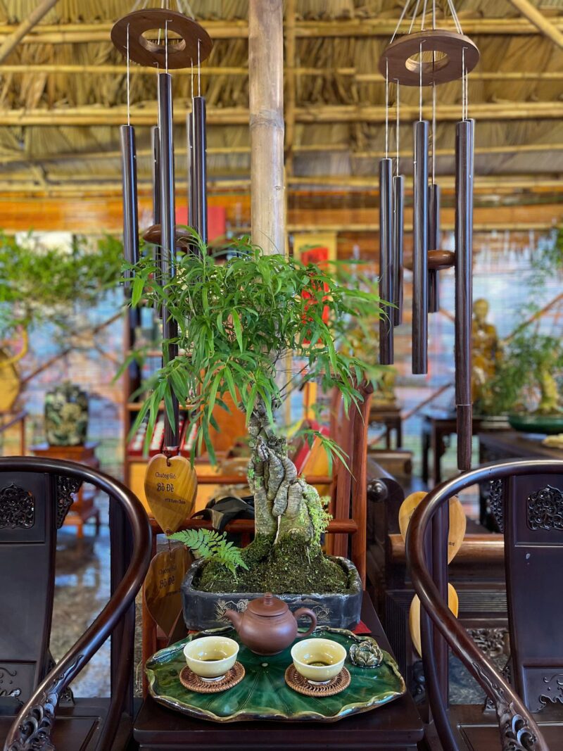 TÁC PHẨM TRE GAI BONSAI : CAO CAO TẠI THƯỢNG NGHỆ THUẬT