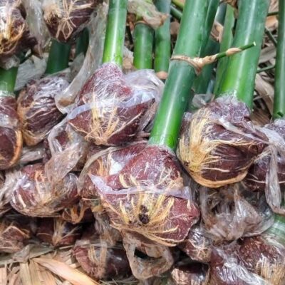 Cành chiết tre tứ quý rễ già đẹp cực đảm bảo cho măng quanh năm