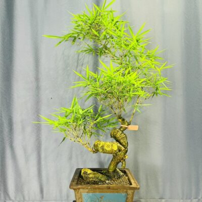 TÁC PHẨM TRE NGÀ BONSAI : NGHỆ THUẬT