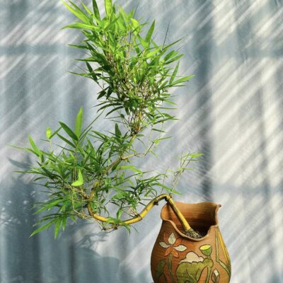 TÁC PHẨM TRE NGÀ BONSAI : ĐÓA LIÊN HOA NGHỆ THUẬT