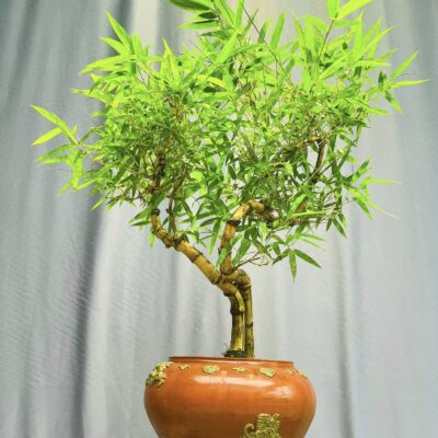 TÁC PHẨM TRE NGÀ BONSAI : TÀI LỘC NGHỆ THUẬT