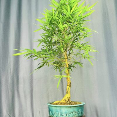 TÁC PHẨM TRE NGÀ BONSAI : TRỰC QUÂN TỬ NGHỆ THUẬT