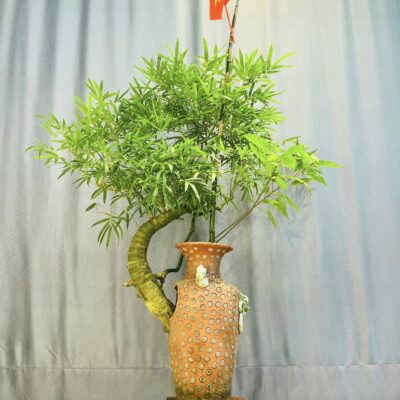 TÁC PHẨM : BÌNH TRE GAI BONSAI NGHỆ THUẬT