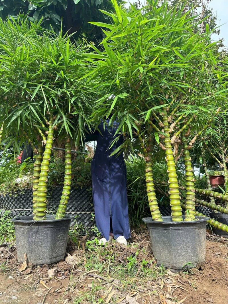 Châu Cây Trúc Quan Âm , Trúc Phật Bà 3 thân, 5 thân to đẹp