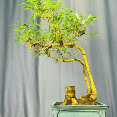 TÁC PHẨM TRE NGÀ BONSAI : CHE CHỞ DÁNG HUYỀN NGHỆ THUẬT