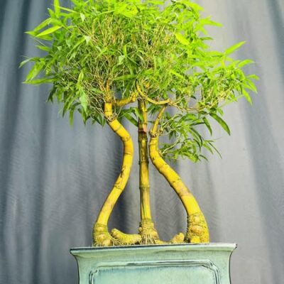 TÁC PHẨM TRE NGÀ BONSAI : TAM ĐA NGHỆ THUẬT