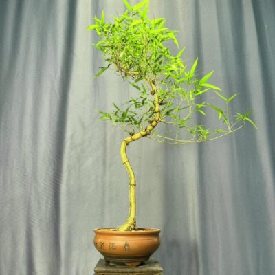 TÁC PHẨM TRE NGÀ BONSAI NGHỆ THUẬT VƯỢNG PHONG THỦY