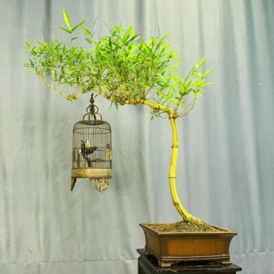 TÁC PHẨM TRE NGÀ BONSAI : DÁNG HUYỀN NGHỆ THUẬT