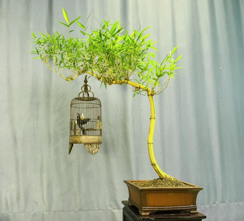TÁC PHẨM TRE NGÀ BONSAI : DÁNG HUYỀN NGHỆ THUẬT