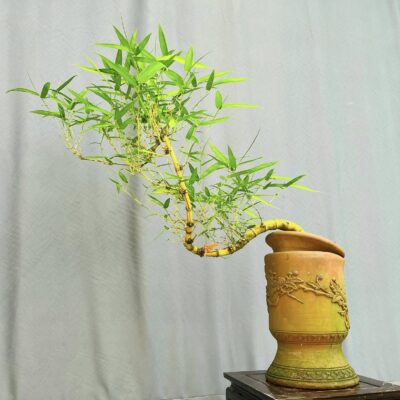TÁC PHẨM CHUM TRE NGÀ BONSAI DÁNG HUYỀN NGHỆ THUẬT