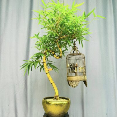 TÁC PHẨM TRE NGÀ BONSAI : HOÀNG LONG HƯỚNG THIÊN