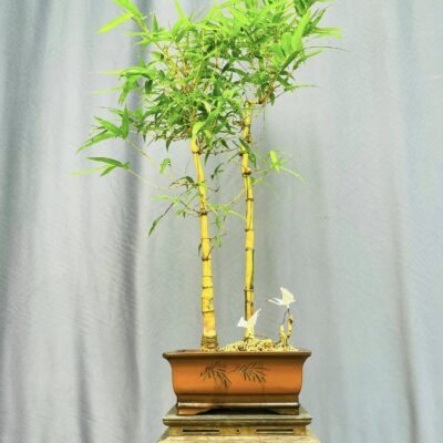 TÁC PHẨM TRE NGÀ BONSAI : SONG HẠC