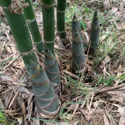 Cây giống tre tứ quý cho măng quanh năm - bầu dâm ủ kỹ